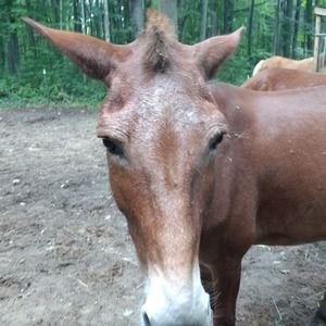 Meet your Posher, Leeandrea